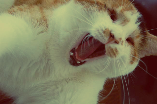 Blind cat Sweet Pea yawning
