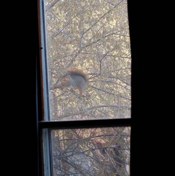 Katherine Jeanne Wood - peeping squirrel