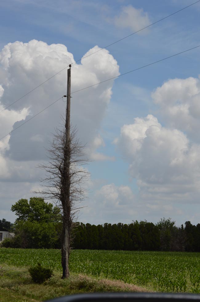 Katherine Jeanne Wood - sprouting pole 01