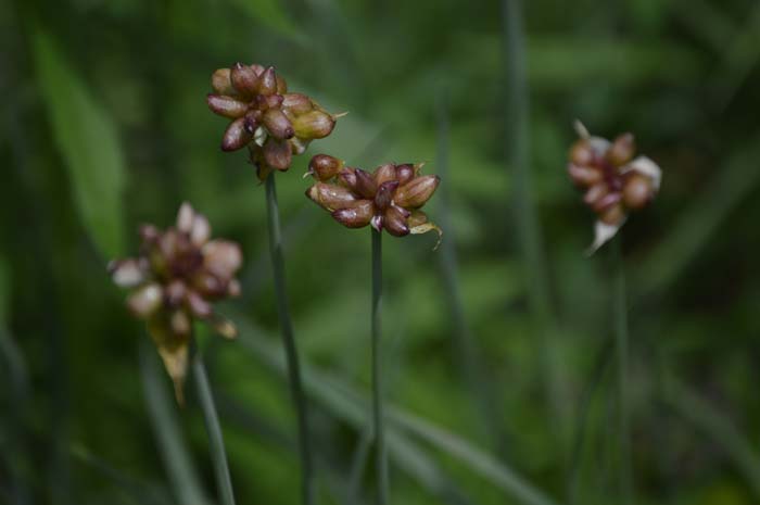 Katherine Jeanne Wood - wild onion 02