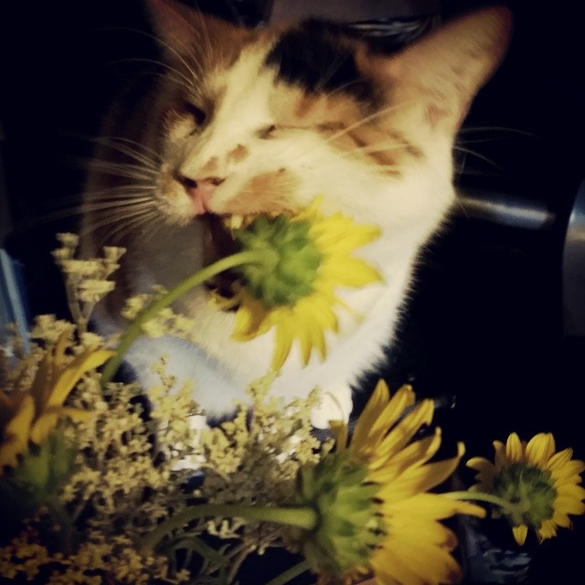 Sweet Pea eating my flowers