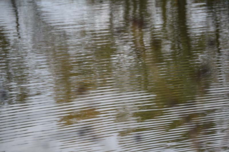 Katherine Jeanne Wood - 1109 water ripples