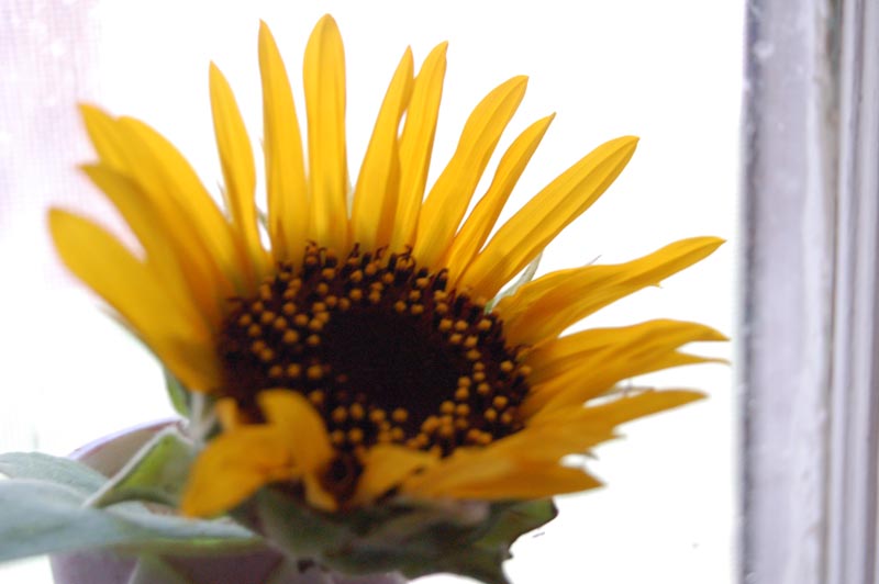 Katherine Jeanne Wood - sunflower