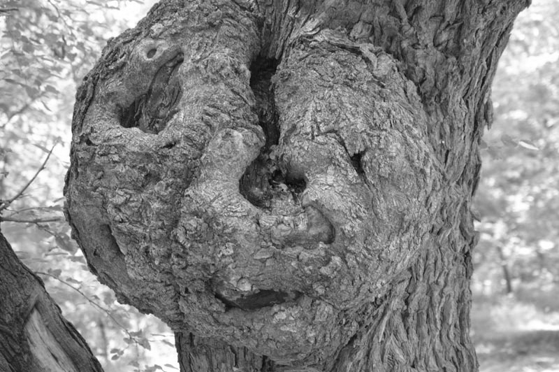Katherine Jeanne Wood - 111614 tree face