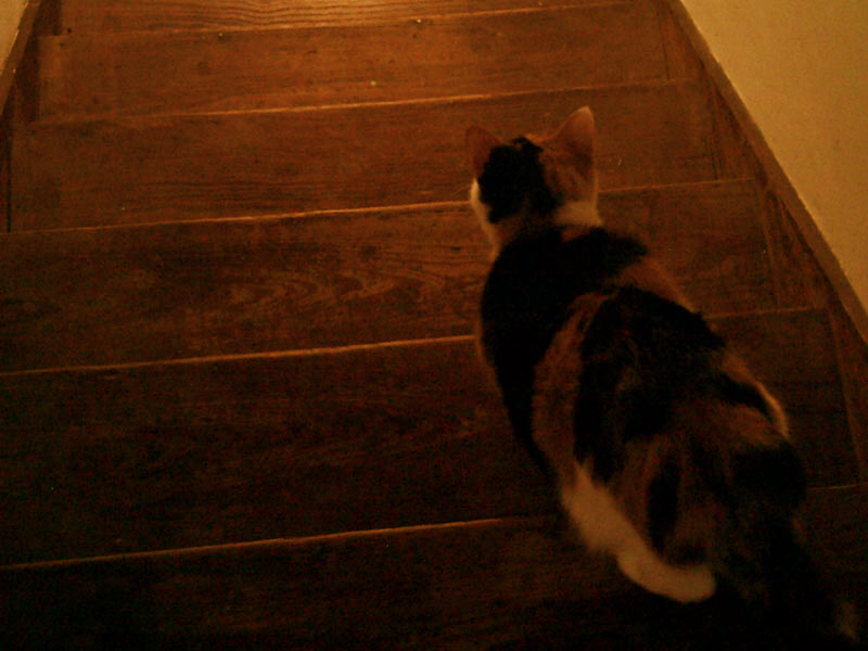 Katherine Jeanne Wood - blind kitty sweet pea rushes downstairs
