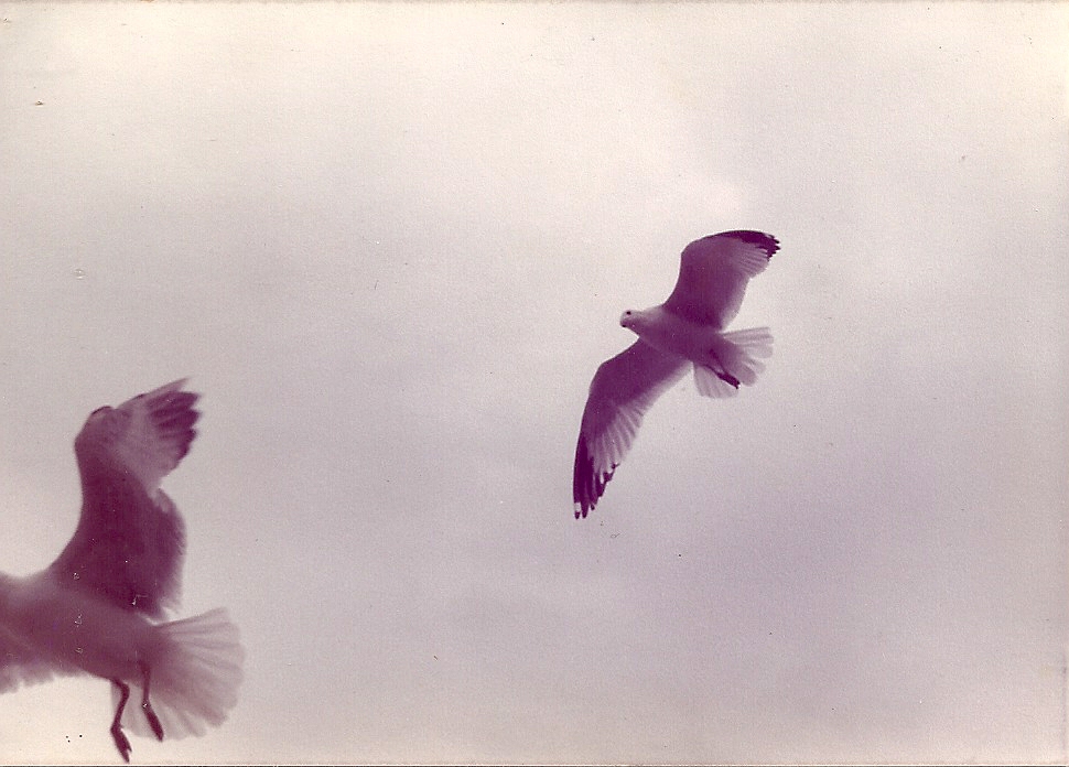 Katie Jeanne Wood - seagulls