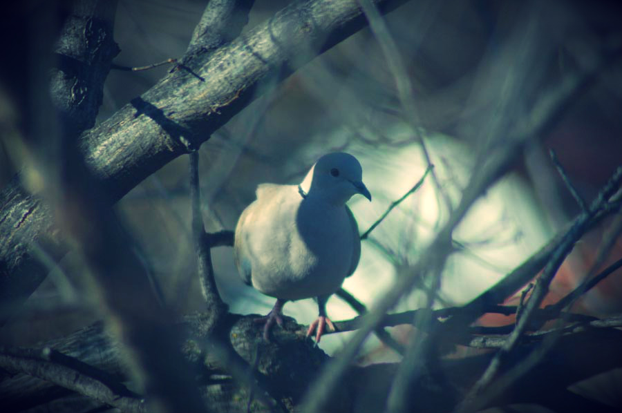 Katherine Jeanne Wood - dove