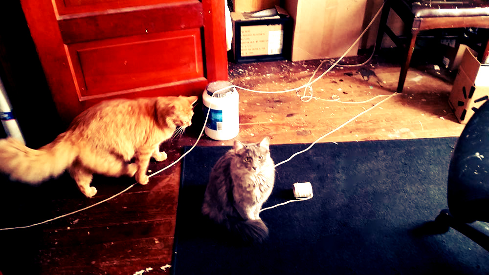 Katie Jeanne Wood - kittens find string in my studio