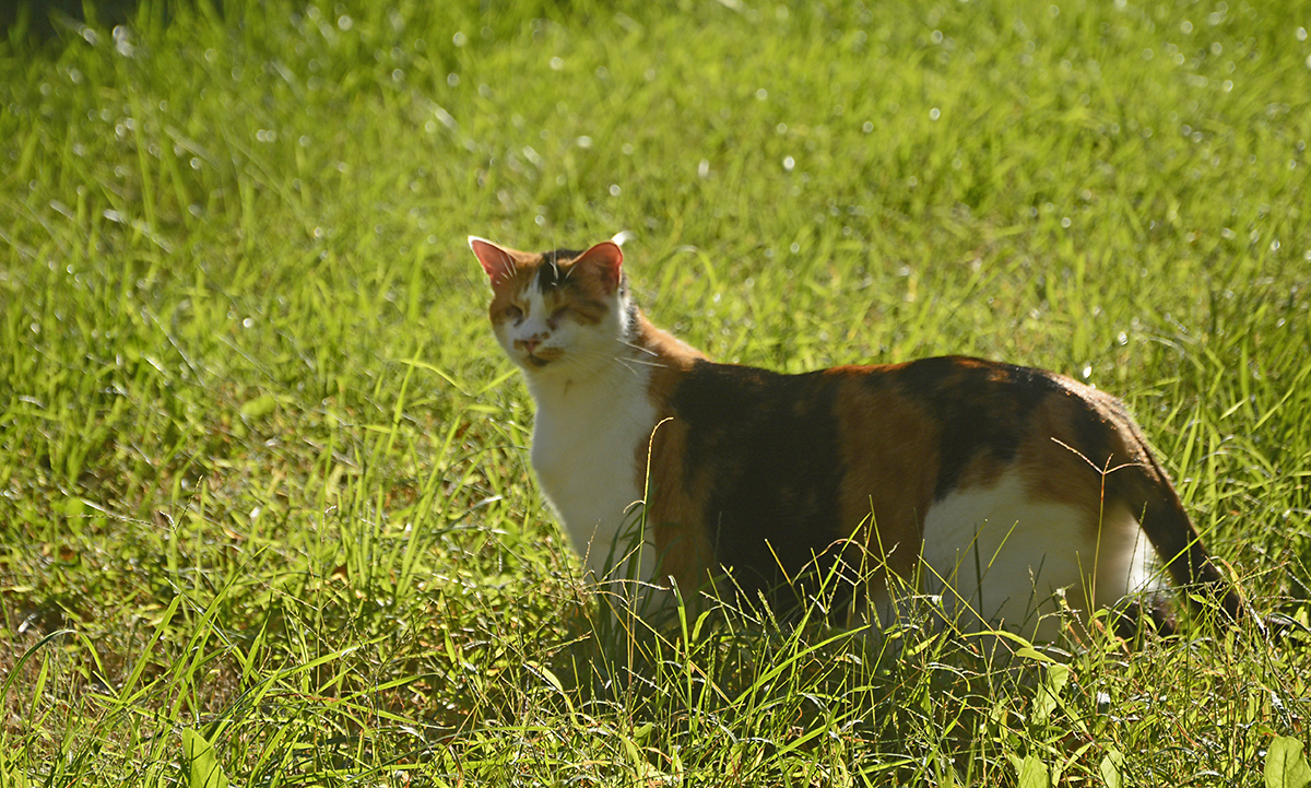 blind kitty cat Sweet Pea outside in the grass
