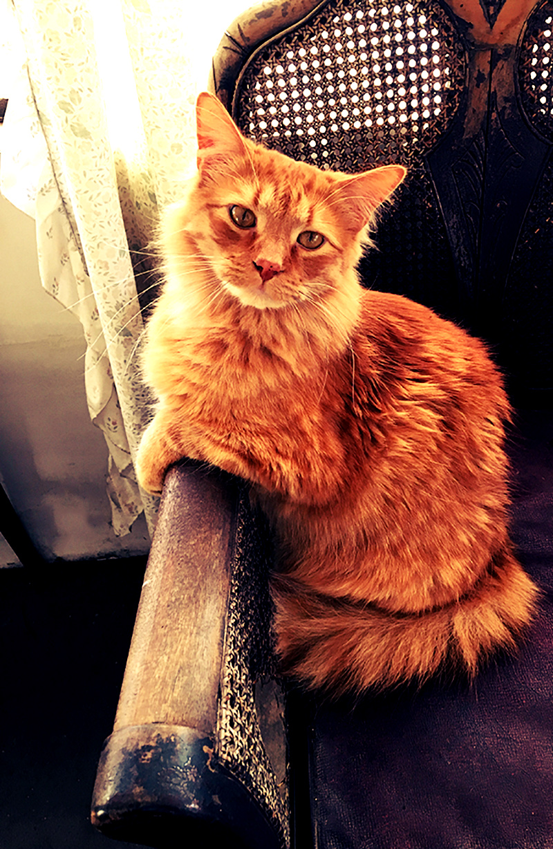 Harold the orange cat