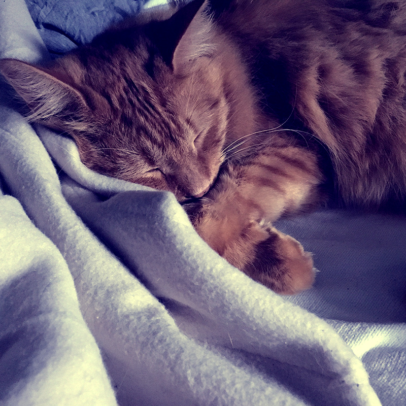 orange tabby cat taking a nap
