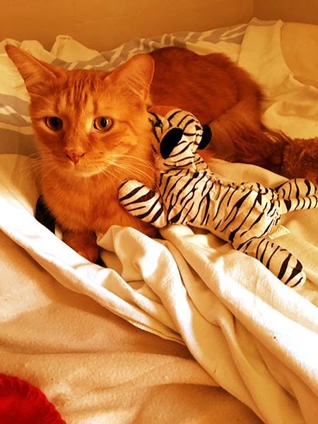 orange kitty Harold and Tiger