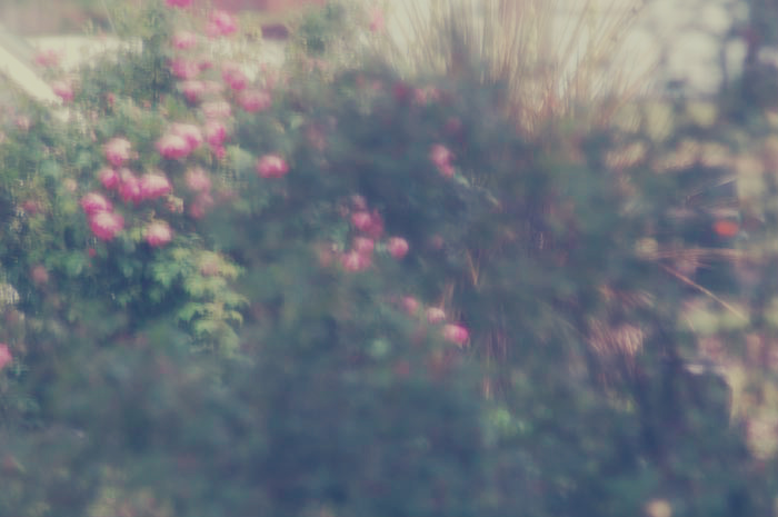 Katie Jeanne Wood - rose bushes