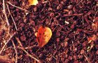 Katie Jeanne Wood - fallen heart shaped leaf