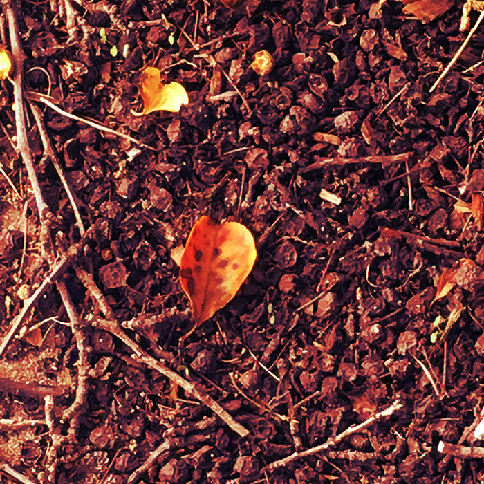 Katie Jeanne Wood - fallen heart shaped leaf