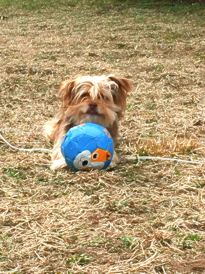 Katie Jeanne Wood - Chewy and his new ball