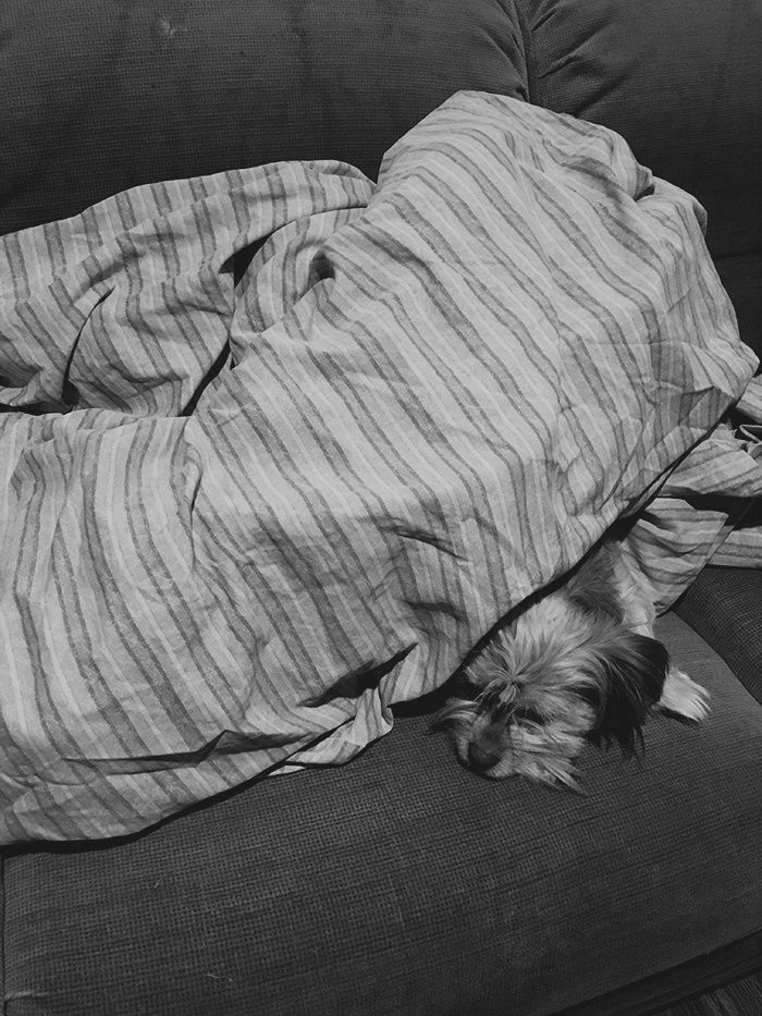 Katie Jeanne Wood - bw Chewy under the blanket