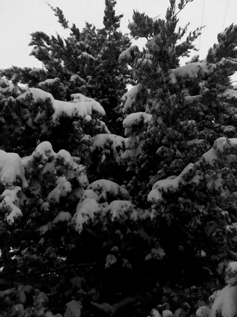 Katie Jeanne Wood - bw evergreen with snow