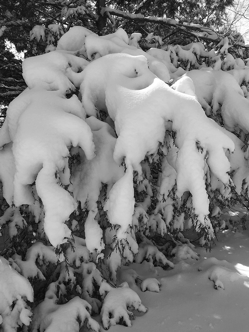 Katie Jeanne Wood - bw heavy snow on trees