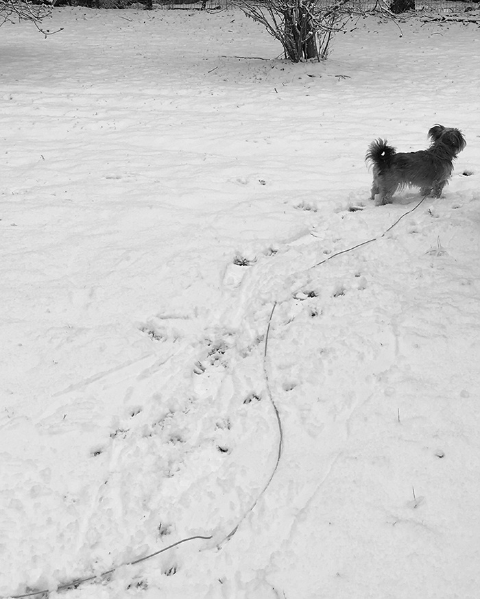 Katie Jeanne Wood - bw little dog playing in the snow