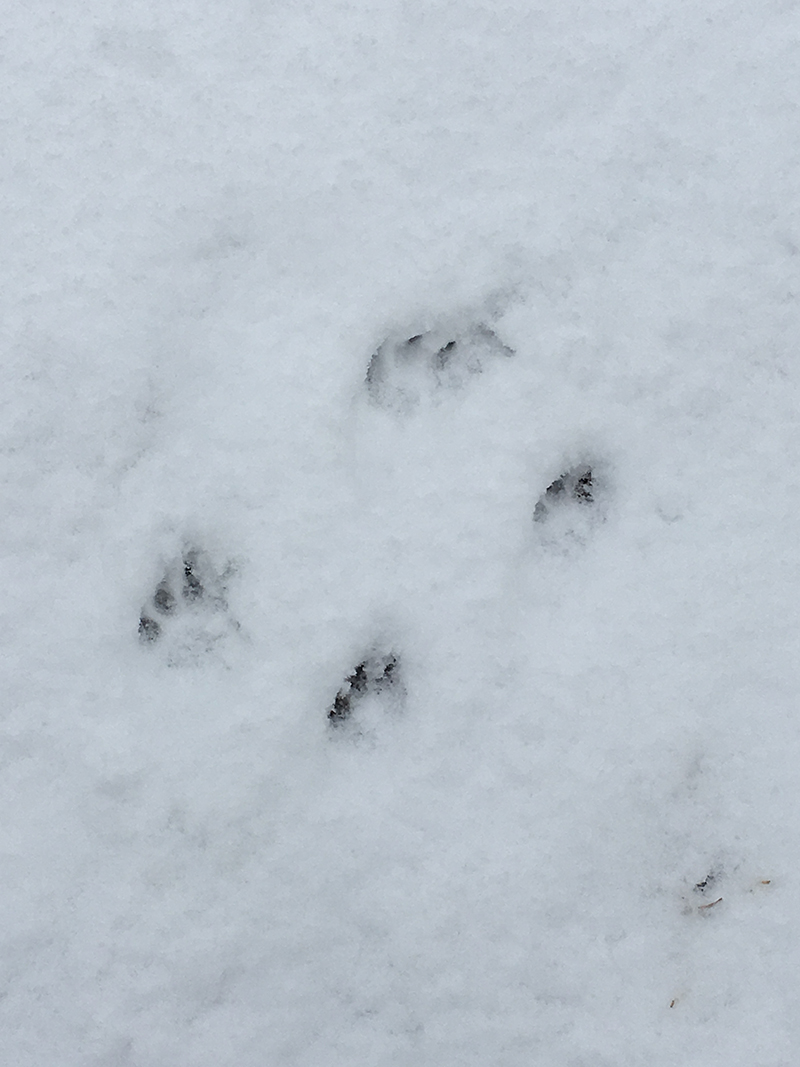 Katie Jeanne Wood - doggy prints in the snow