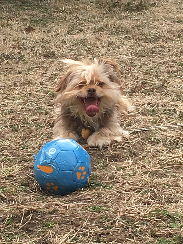 Katie Jeanne Wood - happy Chewy and his new birthday ball