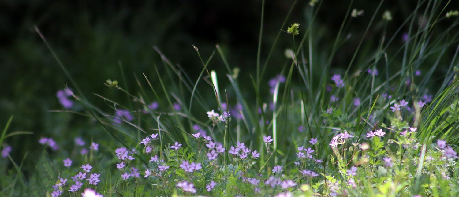 Katie Jeanne Wood - purple flowers