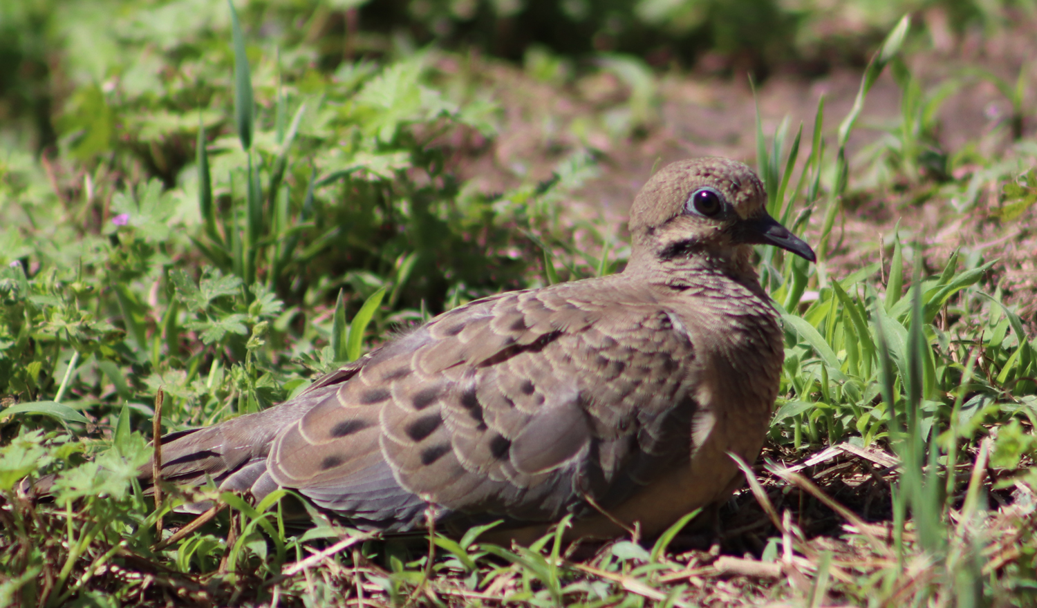 Katie Jeanne Wood - mourning dove sitting