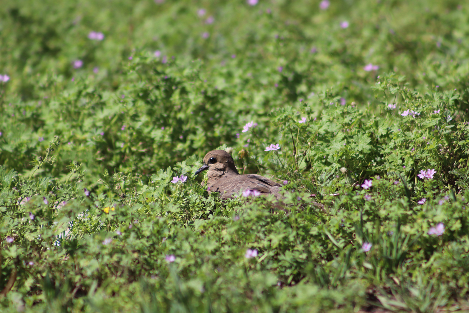 Katie Jeanne Wood - mourning dove sitting in purple flowers