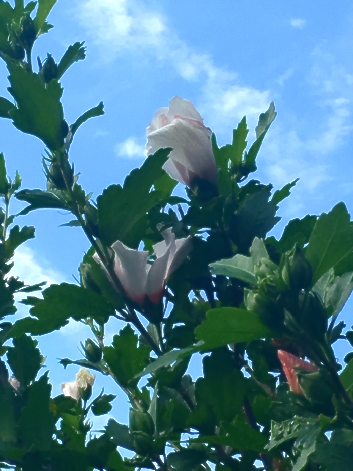 Katie Jeanne Wood - Hibiscus