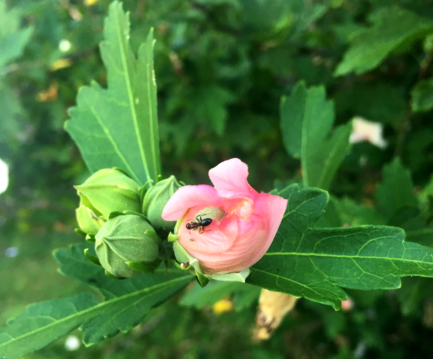 Katie Jeanne Wood - Ant on a hibiscus bloom