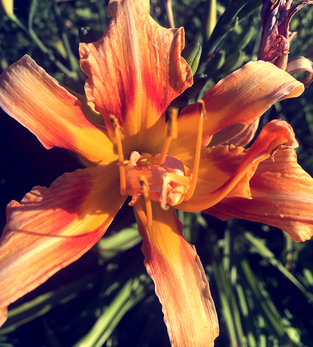 Katie Jeanne Wood - day lily