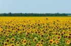 Katie Jeanne Wood - sunflower field