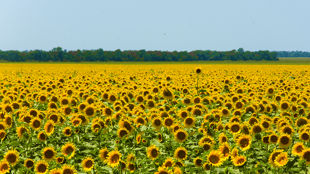Katie Jeanne Wood - sunflower field