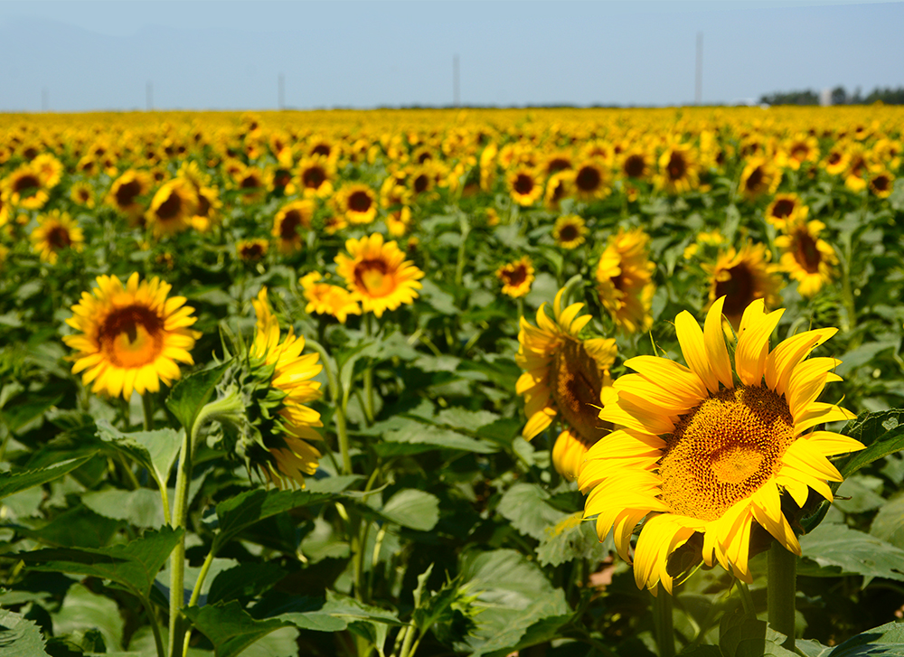 Katie Jeanne Wood - sunflower field