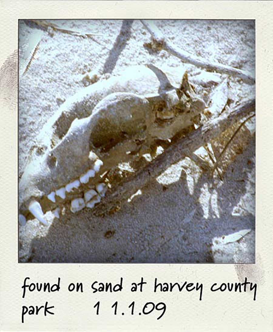 Katie Jeanne Wood - Found skull in the sand