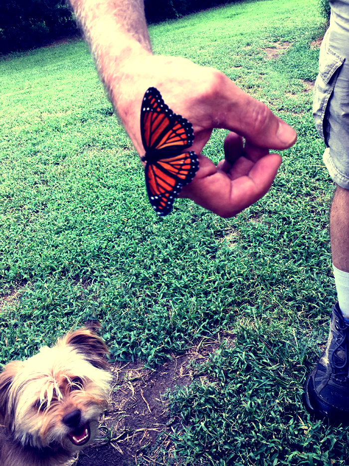 Katie Jeanne Wood - Viceroy Butterfly butterfly landing