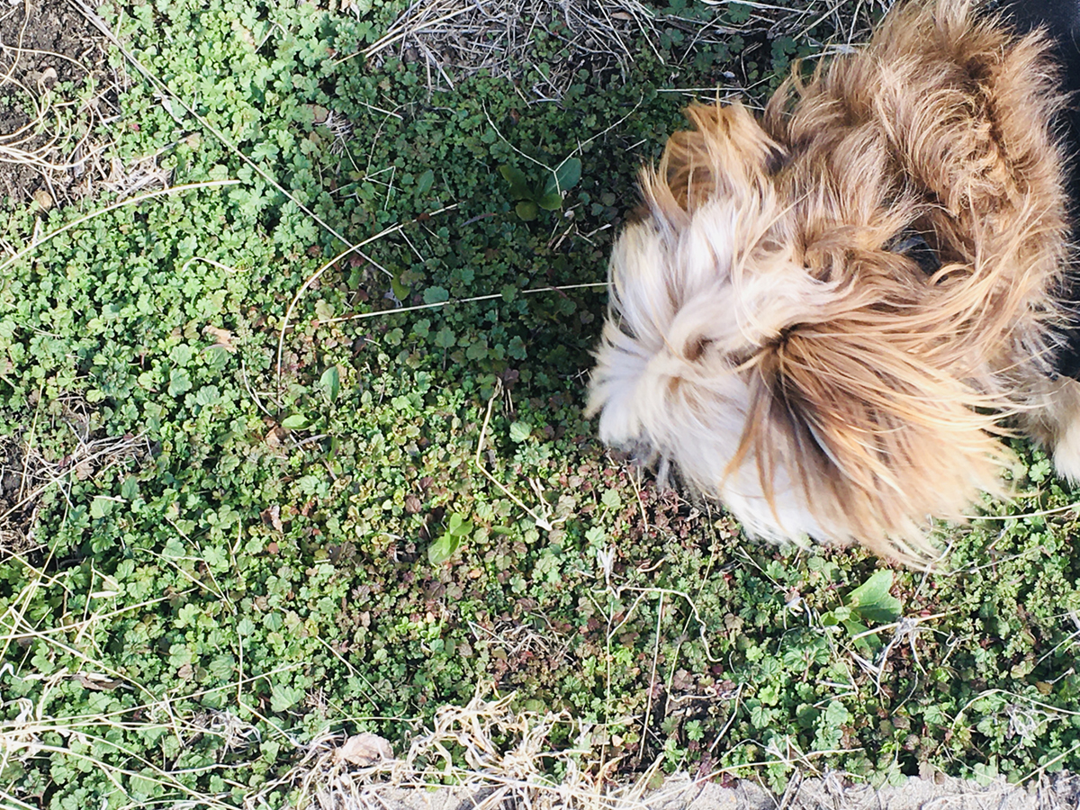 Katie Jeanne Wood - Chewy in the garden