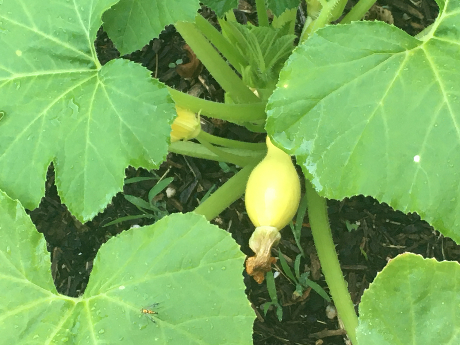 Katie Jeanne Wood - 1st yellow squash