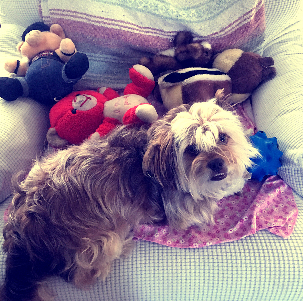Katie Jeanne Wood - Chewybacca and his toys