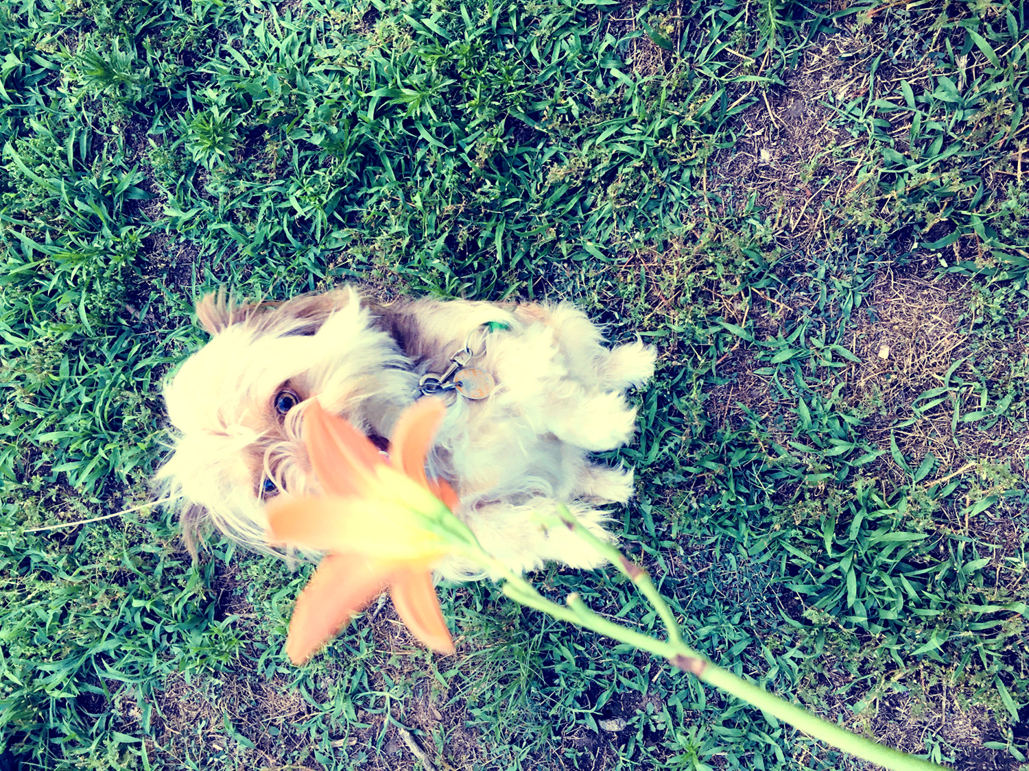 Katie Jeanne Wood - Chewybacca begging to smell the flower