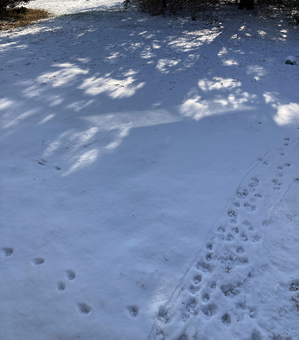 doggie footprints in the snow