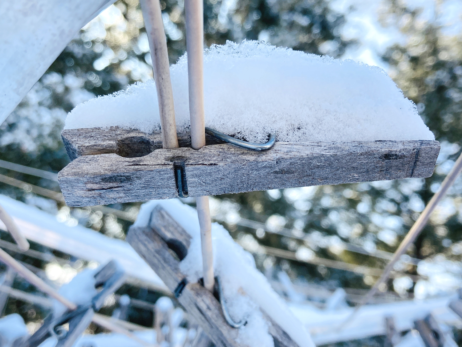 clothespin covered in snow