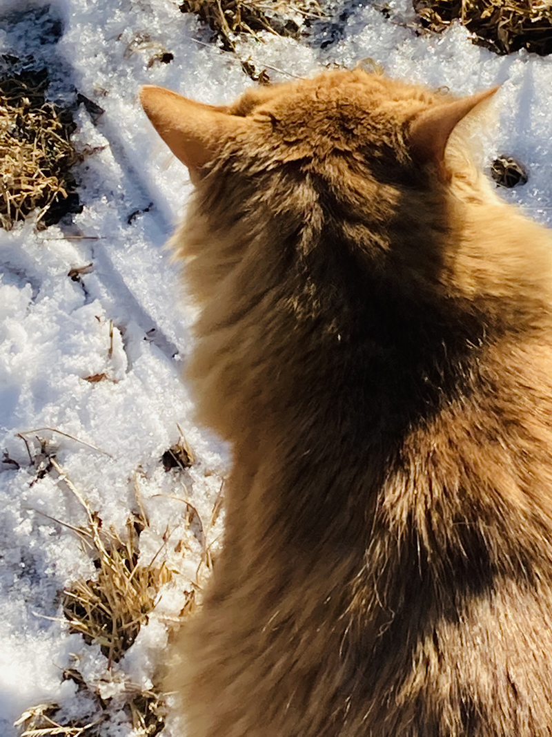 Harold kitty in the snow