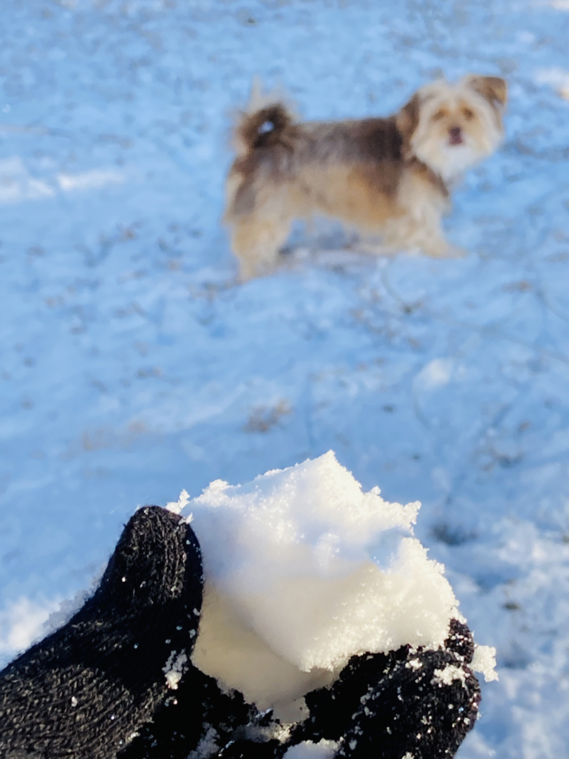 Chewybarka boo boo in the snow