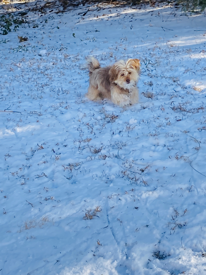 Chewybarka chasing snowballs
