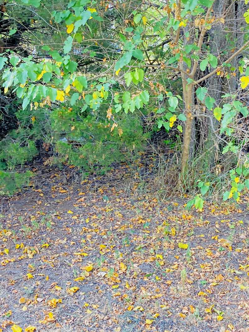 Katie Jeanne Wood - yellow leaves falling