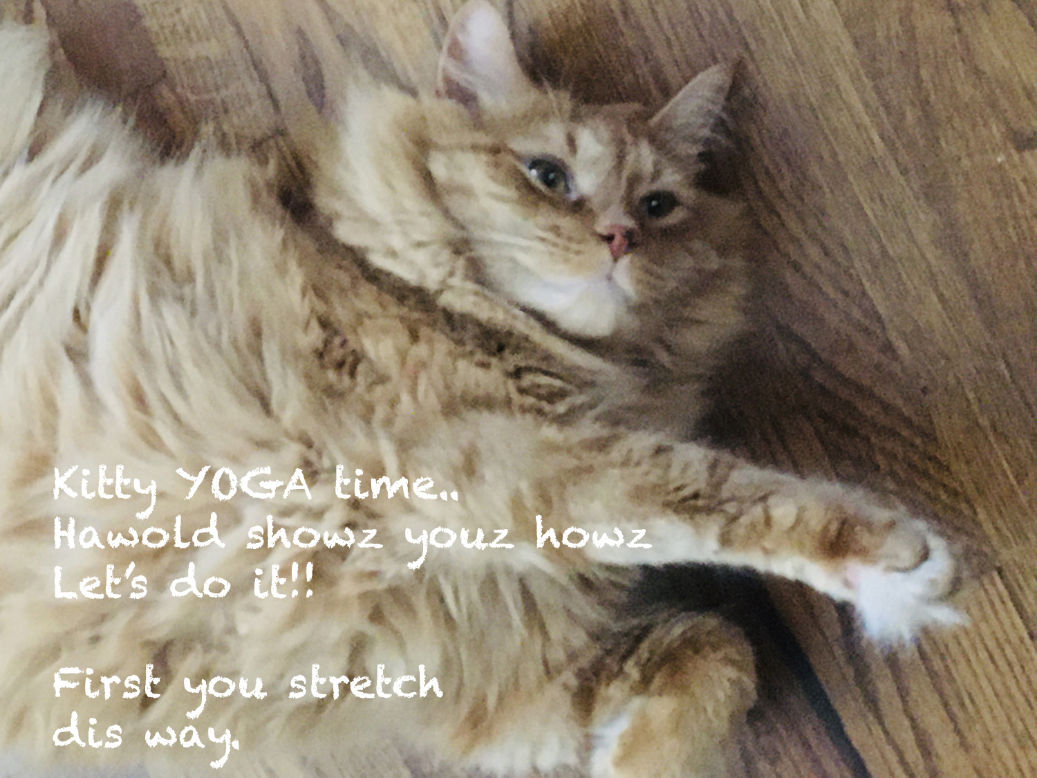 Katie Jeanne Wood - kitty yoga time
