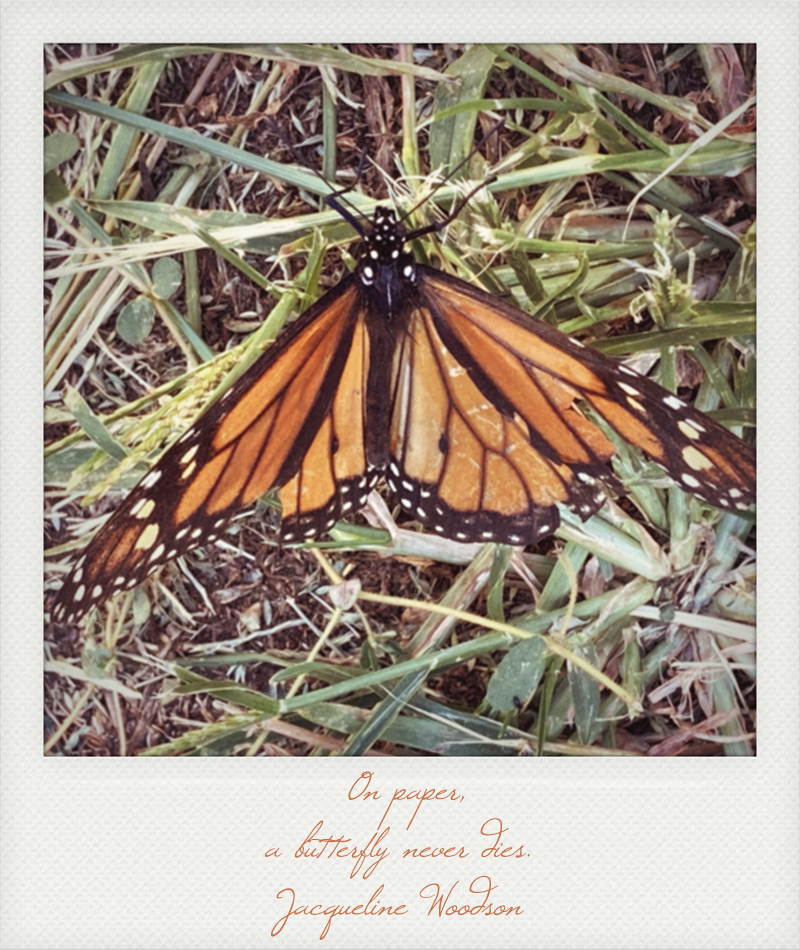 Katie Jeanne Wood - butterfly polaroid