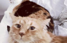 Katie Jeanne Wood - Sweet Pea & Harold kitties